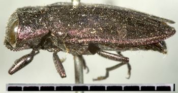 Media type: image;   Entomology 8118 Aspect: habitus lateral view